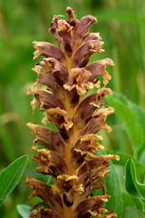 Knapweed broomrape (Orobanche elatior). Brown flower of this parasitic plant in the family Orobanchaceae
