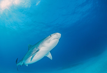 Tiger shark