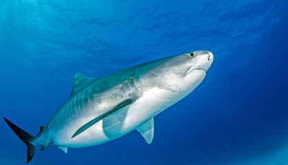 Tiger shark