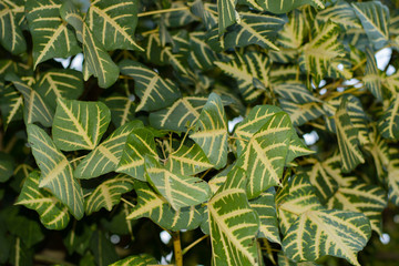 Fototapeta premium vintage tone of Texture of a green leaf. Green Leaf isolated bac