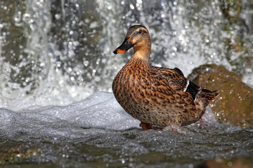 Mallard duck