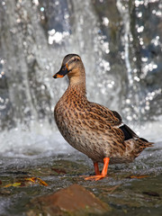 Mallard duck