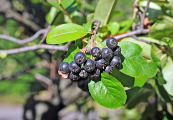 Black ashberry (Aronia melanocarpa)