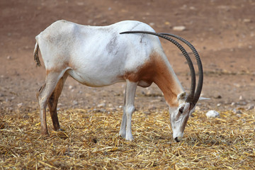 Scimitar Horned Oryx in zoo