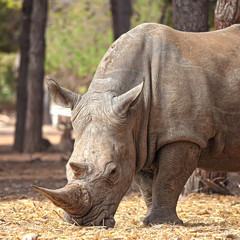 Fototapeta premium rhino close-up
