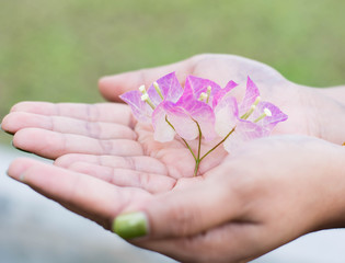 Woman cradling recently bloomed White and purple Bougainvillea f