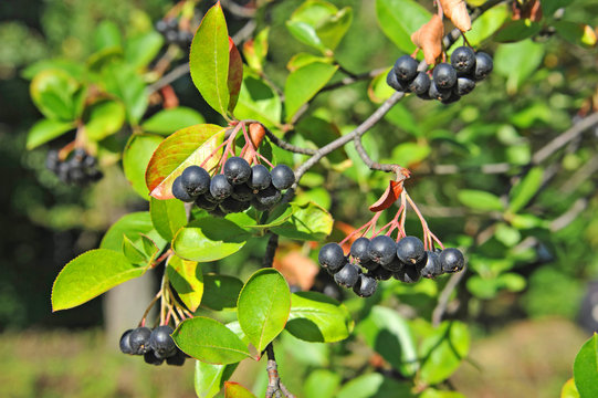 Black Ashberry (Aronia Melanocarpa)