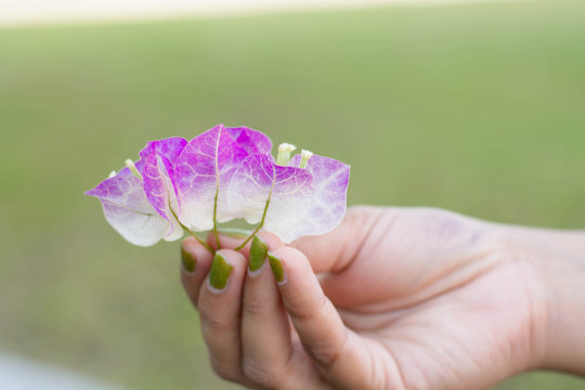 Woman cradling recently bloomed White and purple Bougainvillea f