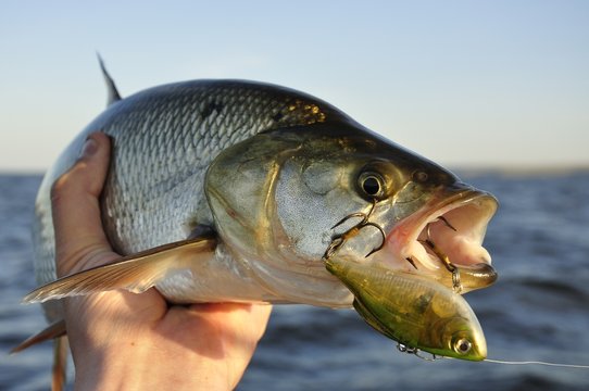 River asp fishing