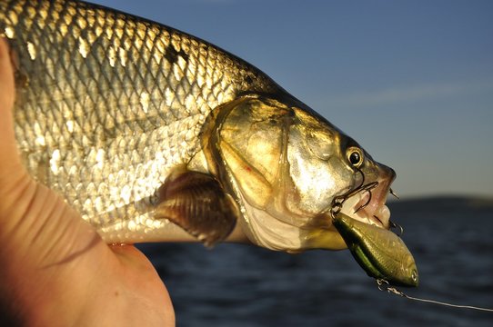 River asp fishing