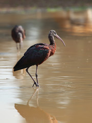 Glossy Ibis