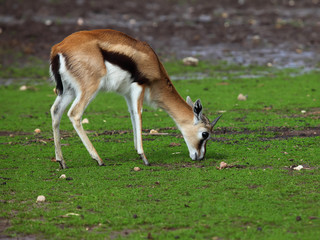Thompson's Gazelle