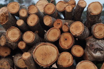 Fototapeta premium Pieces of wood prepare for making charcoal in rural of Thailand