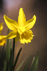 A portrait shot of the daffodil, Narcissus.