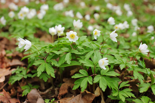 Fototapeta White flowers anemone in forest. First spring flowers