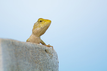 lizard  be arrogant on stone wall