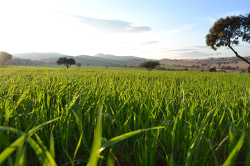 Campo verde de heno 
