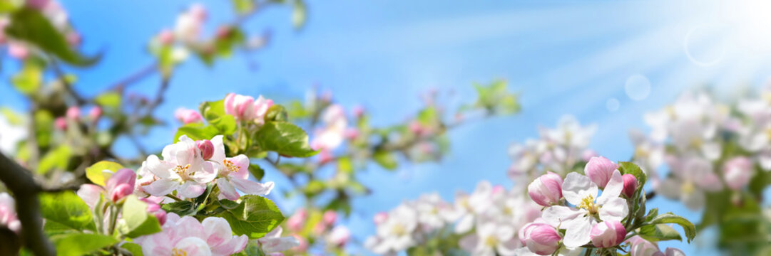 Fr&uuml;hling 355