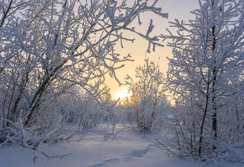 Fototapeta na wymiar Winter landscape forest far north