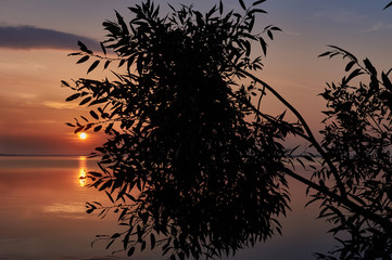 Sunset at the lake with a view through the bush silhouette