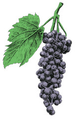 Illustration with grapes.