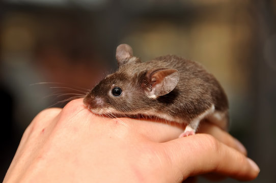 mouse  in hand, animal