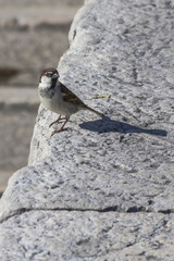 bird on rock on lake