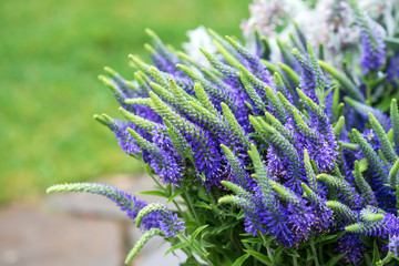 bouquet of flowers