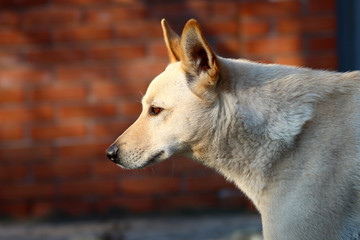 Собака, пес