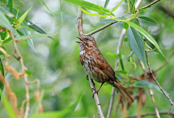 Singing song sparrow perched on a branch, British Columbia, Canada