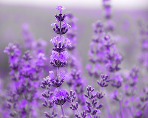 field lavender flowers