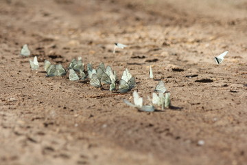 white butterflies on the road