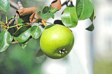Green pear on the branch