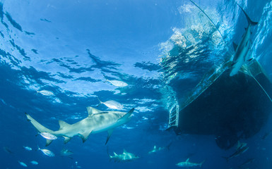 Fototapeta na wymiar Caribbean reef shark