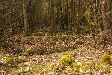 The forest floor of an English coniferous forest