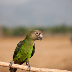 Parrot on a perch on wooden