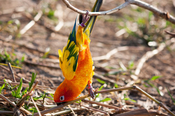 Parrot on a perch on wooden