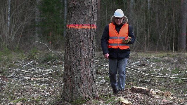 Forest inspector with tablet PC near last tree at clear cutting forest
