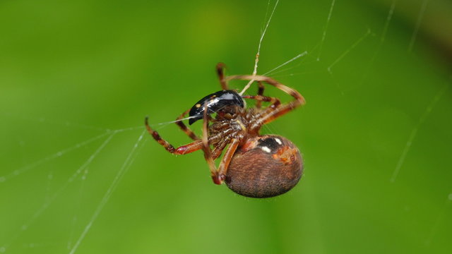 4K Orbweaver (Neoscona crucifera) Spider and Prey 1