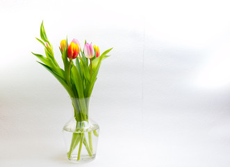 Bunte Tulpen kündigen den Frühling an