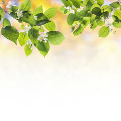 Obraz premium Lovely flowering tree branches, spring background