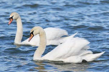 Fototapeta premium mute swan on blue river, cygnus olor