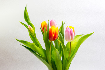 Pink and yellow Tulips