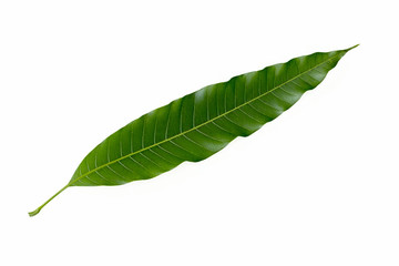 Mango leaf on white sky