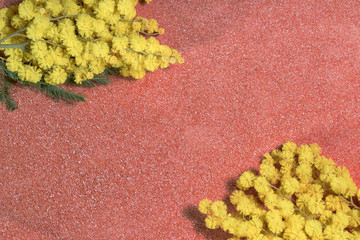 mimosa on sand background for womens day