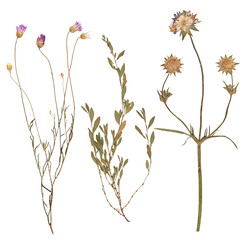 Set of wild dry pressed flowers and leaves