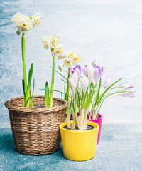 Various spring flowers in pots on  light background. Potting or gardening concept