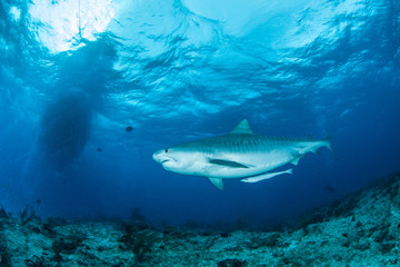 Tiger Shark