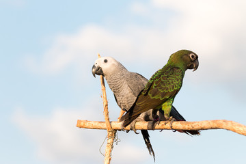Parrot on a perch on wooden
