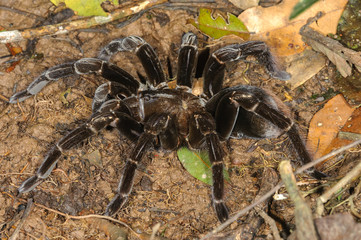 Giant Tarantula (Pamphobeteus sp.) in Tambopata National Reserve, Peru